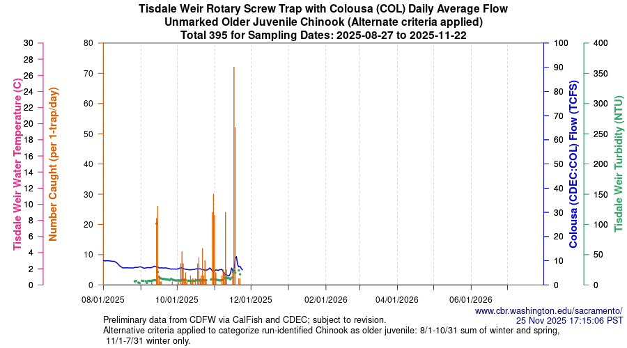 plot Central Valley Juvenile Salmonid Monitoring Tisdale Weir Rotary Screw Trap with Colousa (COL) Daily Average Flow Unmarked Older Juvenile Chinook Sampling Dates 2025-08-27 to 2025-11-22