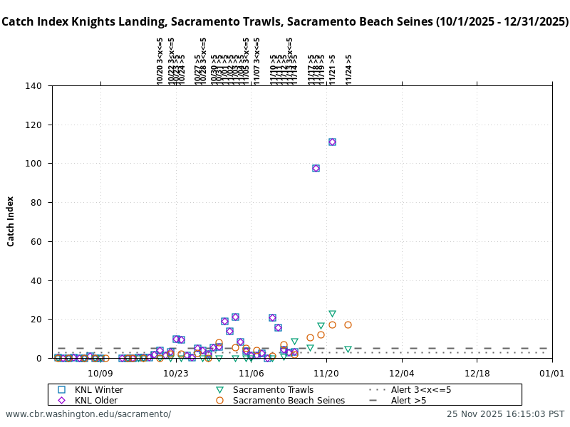 graphic Catch Index Knights Landing, Sacramento Trawls, Sacramento Beach Seines (10/1/2025 - 12/31/2025)